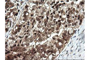 Image no. 1 for anti-OTU Domain, Ubiquitin Aldehyde Binding 1 (OTUB1) antibody (ABIN1499933) (OTUB1 抗体)