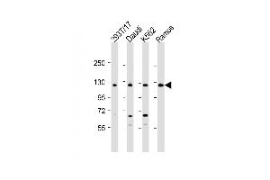 All lanes : Anti-BACH2 Antibody (C-term) at 1:2000 dilution Lane 1: 293T/17 whole cell lysate Lane 2: Daudi whole cell lysate Lane 3: K562 whole cell lysate Lane 4: Ramos whole cell lysate Lysates/proteins at 20 μg per lane. (BACH2 抗体  (C-Term))
