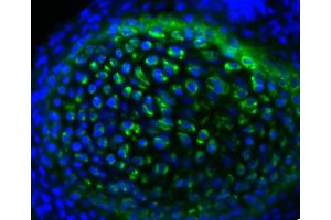 Frozen newborn mouse rib section was stained with Goat Anti-Type II Collagen-UNLB and DAPI. (兔 anti-山羊 IgG (Heavy & Light Chain) Antibody (HRP) - Preadsorbed)