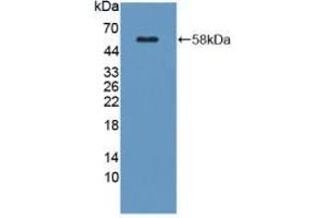 Western blot analysis of recombinant Mouse KLK1. (Kallikrein 1 抗体  (AA 27-261))