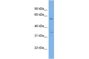 WB Suggested Anti-UBQLN4  Antibody Titration: 0. (UBQLN4 抗体  (Middle Region))