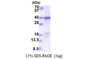 SDS-PAGE (SDS) image for Chromosome 7 Open Reading Frame 20 (C7orf20) (AA 1-327) protein (His tag) (ABIN5853544) (Chromosome 7 Open Reading Frame 20 (C7orf20) (AA 1-327) protein (His tag))