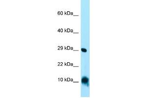 WB Suggested Anti-CISD1 Antibody Titration: 1. (CISD1 抗体  (C-Term))