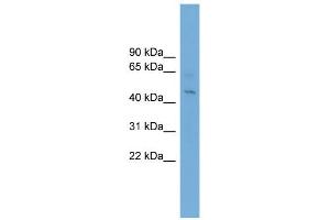 WB Suggested Anti-EIF4A1 Antibody Titration:  0. (EIF4A1 抗体  (Middle Region))
