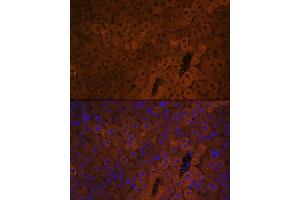 Immunofluorescence analysis of Mouse liver using UGT1 antibody (ABIN6132769, ABIN6149895, ABIN6149896 and ABIN6221779) at dilution of 1:100.