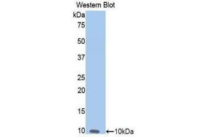 Western Blotting (WB) image for anti-Nitric Oxide Synthase 2, Inducible (NOS2) (AA 868-909) antibody (ABIN1860032) (NOS2 抗体  (AA 868-909))