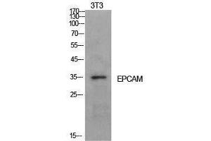 Western Blotting (WB) image for anti-Epithelial Cell Adhesion Molecule (EPCAM) (Internal Region) antibody (ABIN3181411) (EpCAM 抗体  (Internal Region))