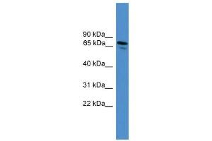 NRP1 antibody used at 0. (Neuropilin 1 抗体  (N-Term))