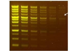 Fig. (FluoroVue™ Nucleic Acid Gel Stain (10,000X))