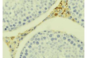 ABIN6273392 at 1/100 staining Mouse testis tissue by IHC-P. (CCL20 抗体  (Internal Region))