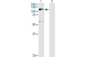 Western Blot analysis of XPO5 expression in transfected 293T cell line by XPO5 monoclonal antibody (M01A), clone 2C5-1B3. (XPO5 抗体  (AA 1-280))