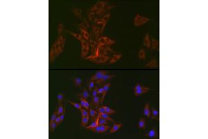 Immunofluorescence analysis of BALB-3T3 cells using DOK1 Rabbit mAb (ABIN7266831) at dilution of 1:100 (40x lens). (DOK1 抗体)