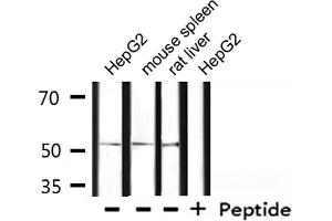 Western blot analysis of extracts from HepG2, mouse spleen, rat liver , using OCT2 Antibody. (Oct-2 抗体)