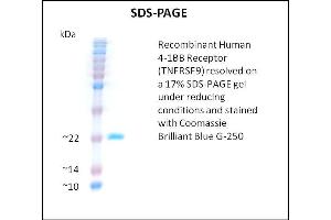 SDS-PAGE (SDS) image for Tumor Necrosis Factor Receptor Superfamily, Member 9 (TNFRSF9) (Active) protein (ABIN5509458) (CD137 蛋白)
