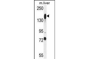 Western blot analysis in mouse liver tissue lysates (35ug/lane). (ASXL1 抗体  (AA 521-549))