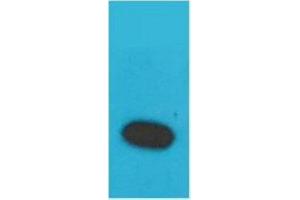 Western Blot (WB) analysis of Recombinant Human TNF a Protein with TNF alpha Rabbit Polyclonal Antibody diluted at 1:2000. (TNF alpha 抗体)