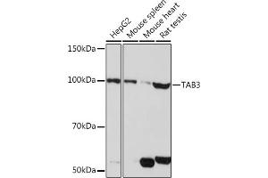 Western blot analysis of extracts of various cell lines, using T pAb (ABIN7270794) at 1:1000 dilution. (TAB3 抗体)