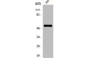 Western Blot analysis of K562 cells using E4BP4 Polyclonal Antibody (NFIL3 抗体  (Internal Region))
