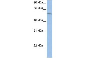 WB Suggested Anti-FAM20C Antibody Titration:  0. (FAM20C 抗体  (Middle Region))