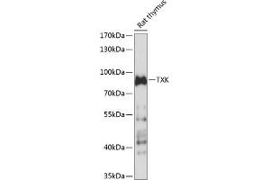Western blot analysis of extracts of rat thymus, using TXK antibody (ABIN7271114) at 1:1000 dilution. (TXK 抗体  (AA 1-180))