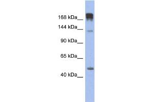 WB Suggested Anti-SLIT3 Antibody Titration: 0. (SLIT3 抗体  (N-Term))