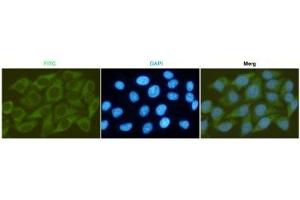 Immunocytochemistry staining of HeLa cells fixed with -20 °C Methanol and using GSK-3β mouse mAb (dilution 1:200). (GSK3 beta 抗体)