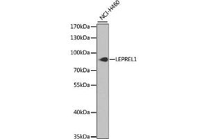 Western blot analysis of extracts of NCI-H460 cells, using LEPREL1 antibody (ABIN6132021, ABIN6143146, ABIN6143147 and ABIN6224093) at 1:1000 dilution. (LEPREL1 抗体  (AA 400-700))