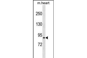 PRRT4 Antibody (C-term) (ABIN1537435 and ABIN2849686) western blot analysis in mouse heart tissue lysates (35 μg/lane). (PRRT4 抗体  (C-Term))