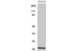 Western Blotting (WB) image for anti-Trafficking Protein Particle Complex 3 (TRAPPC3) (C-Term) antibody (ABIN3183514) (TRAPPC3 抗体  (C-Term))