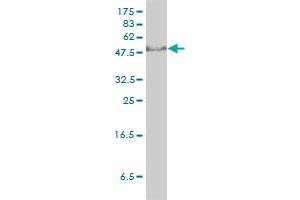Western Blotting (WB) image for anti-General Transcription Factor IIH, Polypeptide 1, 62kDa (GTF2H1) (AA 1-548) antibody (ABIN561177)