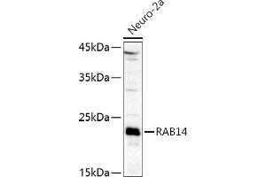 Western blot analysis of extracts of Neuro-2a cells, using R antibody (ABIN6128589, ABIN6146549, ABIN6146550 and ABIN6216493) at 1:1000 dilution. (RAB14 抗体  (AA 126-215))