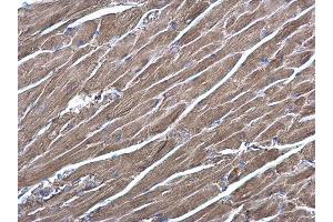 IHC-P Image RRAS antibody [N1C3] detects RRAS protein at cytoplasm on mouse heart by immunohistochemical analysis. (R-Ras 抗体  (Center))