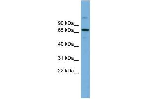 WB Suggested Anti-BRAP Antibody Titration:  0. (BRAP 抗体  (Middle Region))