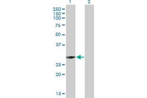 Western Blot analysis of TFAM expression in transfected 293T cell line by TFAM MaxPab polyclonal antibody. (TFAM 抗体  (AA 1-246))