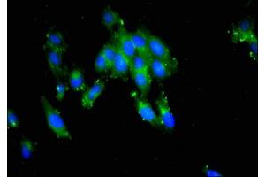 Immunofluorescent analysis of Hela cells using ABIN7163473 at dilution of 1:100 and Alexa Fluor 488-congugated AffiniPure Goat Anti-Rabbit IgG(H+L) (PTTG1IP 抗体  (AA 118-180))