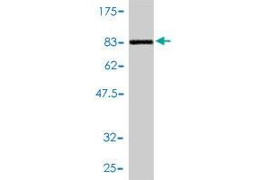 Western Blot detection against Immunogen (79.