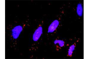 Proximity Ligation Analysis of protein-protein interactions between MAPK3 and DUSP1. (DUSP1 抗体  (AA 305-367))