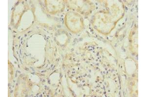 Immunohistochemistry of paraffin-embedded human kidney tissue using ABIN7155221 at dilution of 1:100 (HPCAL1 抗体  (AA 2-193))