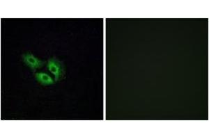 Immunofluorescence analysis of A549 cells, using OR4E2 Antibody. (OR4E2 抗体  (AA 228-277))