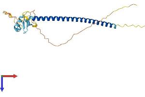 AlphaFold protein structure predicition of Human Recombinant ZBED2 Protein, UniprotID Q9BTP6