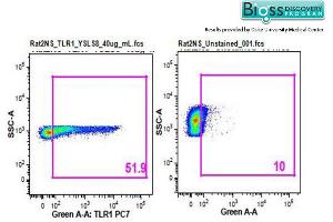 Rat splenocytes stained with Anti-TLR1 Polyclonal Antibody, PE-CY7 Conjugated (ABIN736386) at 1:25. (TLR1 抗体  (AA 101-200))