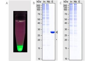 (A) Pull-down of GFP from a mixture of GFP, mCherry and mTagBFP (B) Immunoprecipitation of GFP (arrow) from HeLa lysate. (GFP-Catcher)