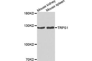 Western blot analysis of extracts of various cell lines, using TRPS1 antibody (ABIN5974943) at 1/1000 dilution. (TRPS1 抗体)