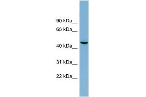 WB Suggested Anti-ALPPL2 Antibody Titration:  0. (ALPPL2 抗体  (Middle Region))