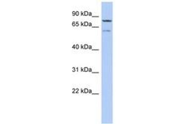 OSGIN1 抗体  (AA 143-192)