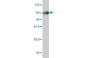 Western Blotting (WB) image for anti-serpin Peptidase Inhibitor, Clade A (Alpha-1 Antiproteinase, Antitrypsin), Member 12 (SERPINA12) (AA 1-414) antibody (ABIN566845)