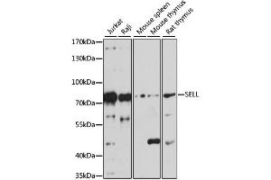Western blot analysis of extracts of various cell lines, using SELL antibody (ABIN1874720) at 1:1000 dilution. (L-Selectin 抗体)