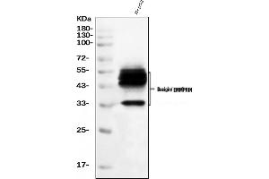 Western blot analysis of CD147/Emmprin using anti-CD147/Emmprin antibody (ABIN7599997). (CD147 抗体  (AA 138-323))