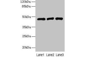 Western blot All lanes: B3GNT2 antibody at 4 μg/mL Lane 1: 293T whole cell lysate Lane 2: Jurkat whole cell lysate Lane 3: HL60 whole cell lysate Secondary Goat polyclonal to rabbit IgG at 1/10000 dilution Predicted band size: 47, 46 kDa Observed band size: 47 kDa (B3GNT2 抗体  (AA 29-397))