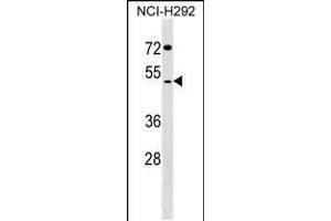 Western blot analysis in NCI-H292 cell line lysates (35ug/lane). (SDS3 抗体  (N-Term))